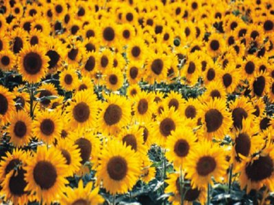 GIRASOL 06  LABRANZA